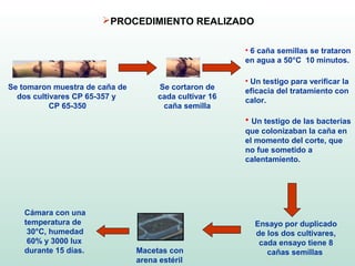 PROCEDIMIENTO REALIZADO

                                                        • 6 caña semillas se trataron
                                                        en agua a 50°C 10 minutos.

                                                        • Un testigo para verificar la
Se tomaron muestra de caña de        Se cortaron de     eficacia del tratamiento con
  dos cultivares CP 65-357 y         cada cultivar 16   calor.
           CP 65-350                  caña semilla
                                                        • Un testigo de las bacterias
                                                        que colonizaban la caña en
                                                        el momento del corte, que
                                                        no fue sometido a
                                                        calentamiento.




    Cámara con una
    temperatura de                                        Ensayo por duplicado
     30°C, humedad                                        de los dos cultivares,
     60% y 3000 lux                                        cada ensayo tiene 8
    durante 15 días.            Macetas con                  cañas semillas
                                arena estéril
 