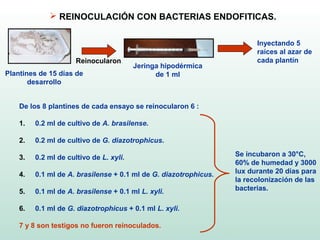  REINOCULACIÓN CON BACTERIAS ENDOFITICAS.


                                                                        Inyectando 5
                                                                        raíces al azar de
                      Reinocularon                                      cada plantín
                                         Jeringa hipodérmica
Plantines de 15 días de                        de 1 ml
       desarrollo


    De los 8 plantines de cada ensayo se reinocularon 6 :

    1.   0.2 ml de cultivo de A. brasilense.

    2.   0.2 ml de cultivo de G. diazotrophicus.

    3.   0.2 ml de cultivo de L. xyli.                            Se incubaron a 30°C,
                                                                  60% de humedad y 3000
    4.   0.1 ml de A. brasilense + 0.1 ml de G. diazotrophicus.   lux durante 20 días para
                                                                  la recolonización de las
    5.   0.1 ml de A. brasilense + 0.1 ml L. xyli.                bacterias.

    6.   0.1 ml de G. diazotrophicus + 0.1 ml L. xyli.

    7 y 8 son testigos no fueron reinoculados.
 