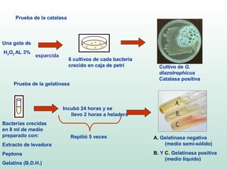 Prueba de la catalasa




Una gota de
H2O2 AL 3%
              esparcida
                             6 cultivos de cada bacteria
                             crecido en caja de petri        Cultivo de G.
                                                             diazotrophicus
                                                             Catalasa positiva
    Prueba de la gelatinasa



                          Incubó 24 horas y se
                             llevo 2 horas a heladera
Bacterias crecidas
en 8 ml de medio
preparado con:                Repitió 5 veces              A. Gelatinasa negativa
Extracto de levadura                                           (medio semi-sólido)

Peptona                                                    B. Y C. Gelatinasa positiva
                                                                (medio liquido)
Gelatina (B.D.H.)
 