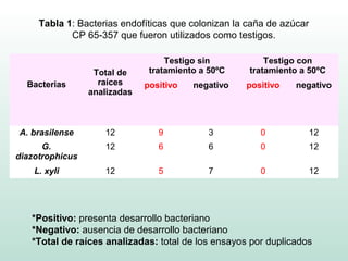 Tabla 1: Bacterias endofíticas que colonizan la caña de azúcar
            CP 65-357 que fueron utilizados como testigos.

                                   Testigo sin           Testigo con
                  Total de     tratamiento a 50ºC    tratamiento a 50ºC
  Bacterias        raíces     positivo   negativo   positivo    negativo
                 analizadas



A. brasilense       12           9           3         0              12
      G.            12           6           6         0              12
diazotrophicus
    L. xyli         12           5           7         0              12




   *Positivo: presenta desarrollo bacteriano
   *Negativo: ausencia de desarrollo bacteriano
   *Total de raíces analizadas: total de los ensayos por duplicados
 