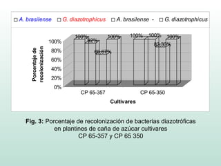 A. brasilense               G. diazotrophicus     A. brasilense -    G. diazotrophicus


                                100%            100%   100%    100% 100%
                     100%           92%
                                                                 83,33%
    recolonización
    Porcentaje de


                     80%                66,67%
                     60%
                     40%
                     20%
                      0%
                                   CP 65-357                 CP 65-350
                                                Cultivares


  Fig. 3: Porcentaje de recolonización de bacterias diazotróficas
             en plantines de caña de azúcar cultivares
                      CP 65-357 y CP 65 350
 