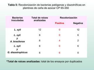 Tabla 5: Recolonización de bacterias patógenas y diazotróficas en
             plantines de caña de azúcar CP 65-350


     Bacterias       Total de raíces         Recolonización
    inoculadas         analizadas
                                         Positiva       Negativa

      L. xyli              12               0              12

      L. xyli              6                0                 6
         y
   A. brasilense           6                4                 2

      L. xyli              6                0                 6
         y
G. diazotrophicus          6                6                 0


*Total de raíces analizadas: total de los ensayos por duplicados
 