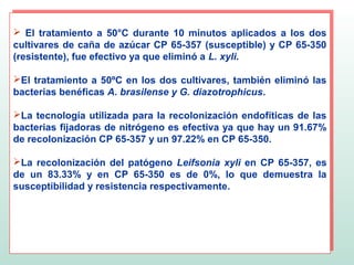  El tratamiento a 50°C durante 10 minutos aplicados a los dos
 El tratamiento a 50°C durante 10 minutos aplicados a los dos
 cultivares de caña de azúcar CP 65-357 (susceptible) y CP 65-350
cultivares de caña de azúcar CP 65-357 (susceptible) y CP 65-350
 (resistente), fue efectivo ya que eliminó a L. xyli.
(resistente), fue efectivo ya que eliminó a L. xyli.

El tratamiento a 50ºC en los dos cultivares, también eliminó las
El tratamiento a 50ºC en los dos cultivares, también eliminó las
bacterias benéficas A. brasilense y G. diazotrophicus.
bacterias benéficas A. brasilense y G. diazotrophicus.

La tecnología utilizada para la recolonización endofíticas de las
La tecnología utilizada para la recolonización endofíticas de las
bacterias fijadoras de nitrógeno es efectiva ya que hay un 91.67%
bacterias fijadoras de nitrógeno es efectiva ya que hay un 91.67%
de recolonización CP 65-357 y un 97.22% en CP 65-350.
de recolonización CP 65-357 y un 97.22% en CP 65-350.

 La recolonización del patógeno Leifsonia xyli en CP 65-357, es
La recolonización del patógeno Leifsonia xyli en CP 65-357, es
 de un 83.33% y en CP 65-350 es de 0%, lo que demuestra la
de un 83.33% y en CP 65-350 es de 0%, lo que demuestra la
 susceptibilidad y resistencia respectivamente.
susceptibilidad y resistencia respectivamente.
 