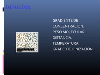DIFUSION
GRADIENTE DE
CONCENTRACION.
PESO MOLECULAR.
DISTANCIA.
TEMPERATURA.
GRADO DE IONIZACION.

 
