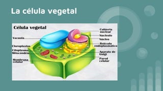 La célula vegetal
 