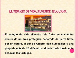 EL REFUGIO DE VIDA SILVESTRE ISLA CAÑA 
 El refugio de vida silvestre isla Caña se encuentra 
dentro de un área protegida, separada de tierra firme 
por un estero, al sur de Azuero, con humedales y una 
playa de más de 12 kilómetros, donde tradicionalmente 
desovan las tortugas. 
