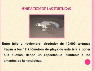 ANIDACIÓN DE LAS TORTUGAS 
Entre julio y noviembre, alrededor de 10,000 tortugas 
llegan a los 12 kilómetros de playa de esta isla a poner 
sus huevos, dando un espectáculo inimitable a los 
amantes de la naturaleza. 
 