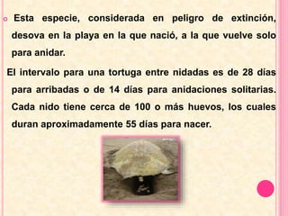  Esta especie, considerada en peligro de extinción, 
desova en la playa en la que nació, a la que vuelve solo 
para anidar. 
El intervalo para una tortuga entre nidadas es de 28 días 
para arribadas o de 14 días para anidaciones solitarias. 
Cada nido tiene cerca de 100 o más huevos, los cuales 
duran aproximadamente 55 días para nacer. 
 