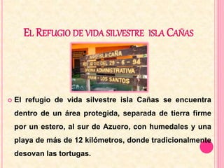 EL REFUGIO DE VIDA SILVESTRE ISLA CAÑAS 
 El refugio de vida silvestre isla Cañas se encuentra 
dentro de un área protegida, separada de tierra firme 
por un estero, al sur de Azuero, con humedales y una 
playa de más de 12 kilómetros, donde tradicionalmente 
desovan las tortugas. 
