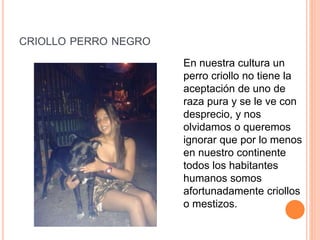 CRIOLLO PERRO NEGRO
En nuestra cultura un
perro criollo no tiene la
aceptación de uno de
raza pura y se le ve con
desprecio, y nos
olvidamos o queremos
ignorar que por lo menos
en nuestro continente
todos los habitantes
humanos somos
afortunadamente criollos
o mestizos.
 