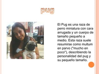 El Pug es una raza de
perro miniatura con cara
arrugada y un cuerpo de
tamaño pequeño a
medio. Esta raza suele
resumirse como multum
en parvo ("mucho en
poco"), describiendo la
personalidad del pug y
su pequeño tamaño.
 