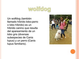 Un wolfdog (también
llamado híbrido lobo-perro
o lobo híbrido) es un
híbrido canino que resulta
del apareamiento de un
lobo gris (diversas
subespecies de Canis
lupus) y un perro (Canis
lupus familiaris).
 