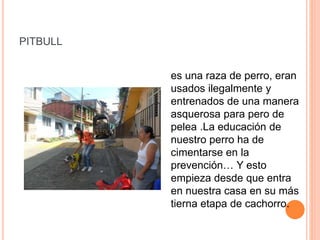 PITBULL
es una raza de perro, eran
usados ilegalmente y
entrenados de una manera
asquerosa para pero de
pelea .La educación de
nuestro perro ha de
cimentarse en la
prevención… Y esto
empieza desde que entra
en nuestra casa en su más
tierna etapa de cachorro.
 