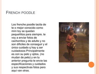 FRENCH POODLE
Los frenche poodle tacita de
te o mejor conocido como
mini toy se quedan
pequeñitos para siempre. te
voy a enviar fotos de
cachorritos y de adulto y no
son dificiles de conseguir y el
único cuidado q hay q ser
cuidadosos Principalmente
es con su pelo y ojitos. (no
mudan de pelo) y en tu
anterior pregunta te envie las
especificaciones y cuidados
y sus respectivas fotos pero
aqui van otras.
 