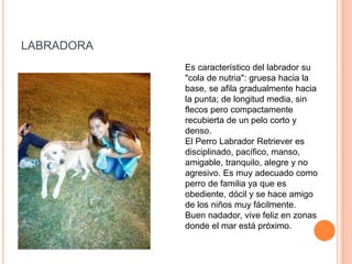 LABRADORA
Es característico del labrador su
"cola de nutria": gruesa hacia la
base, se afila gradualmente hacia
la punta; de longitud media, sin
flecos pero compactamente
recubierta de un pelo corto y
denso.
El Perro Labrador Retriever es
disciplinado, pacífico, manso,
amigable, tranquilo, alegre y no
agresivo. Es muy adecuado como
perro de familia ya que es
obediente, dócil y se hace amigo
de los niños muy fácilmente.
Buen nadador, vive feliz en zonas
donde el mar está próximo.
 