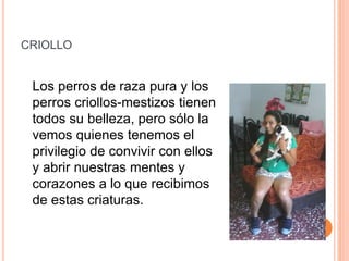 CRIOLLO
Los perros de raza pura y los
perros criollos-mestizos tienen
todos su belleza, pero sólo la
vemos quienes tenemos el
privilegio de convivir con ellos
y abrir nuestras mentes y
corazones a lo que recibimos
de estas criaturas.
 
