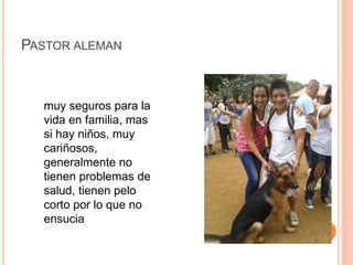 PASTOR ALEMAN
muy seguros para la
vida en familia, mas
si hay niños, muy
cariñosos,
generalmente no
tienen problemas de
salud, tienen pelo
corto por lo que no
ensucia
 