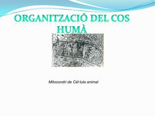ORGANITZACIÓ DEL COS HUMÀ Mitocondri de Cèl·lula animal 