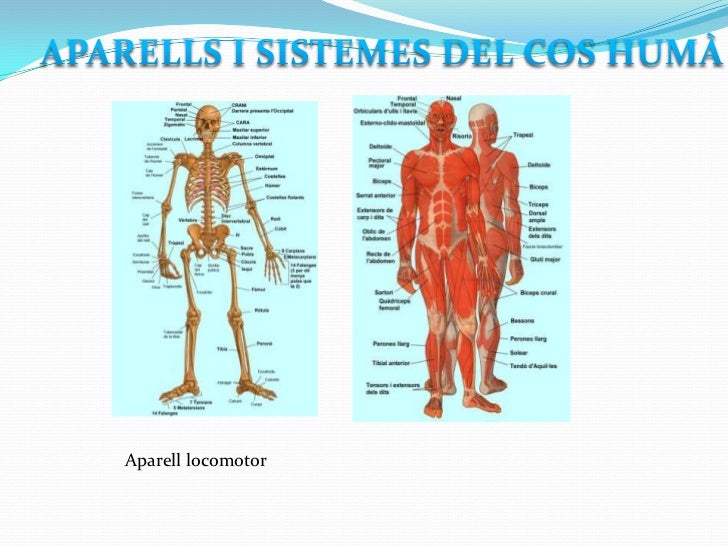 Diapositives (12) organització del cos humà