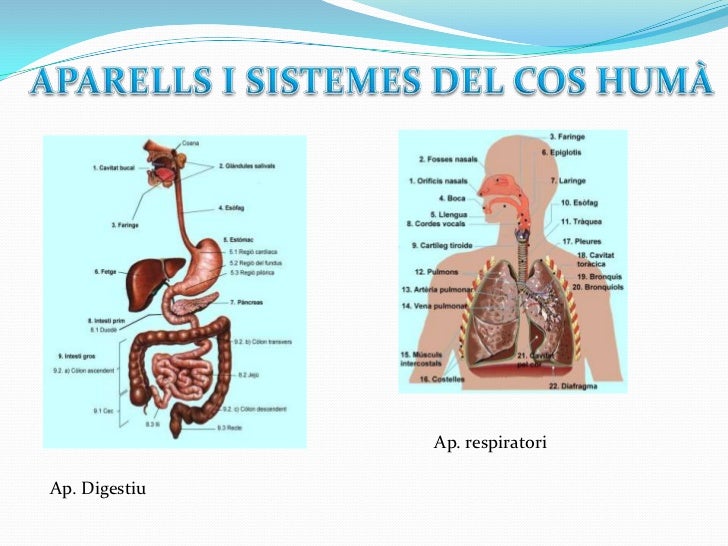 Diapositives (12) organització del cos humà