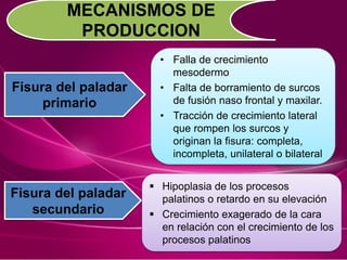 Fisura del paladar
primario
• Falla de crecimiento
mesodermo
• Falta de borramiento de surcos
de fusión naso frontal y maxilar.
• Tracción de crecimiento lateral
que rompen los surcos y
originan la fisura: completa,
incompleta, unilateral o bilateral
MECANISMOS DE
PRODUCCION
Fisura del paladar
secundario
 Hipoplasia de los procesos
palatinos o retardo en su elevación
 Crecimiento exagerado de la cara
en relación con el crecimiento de los
procesos palatinos
 