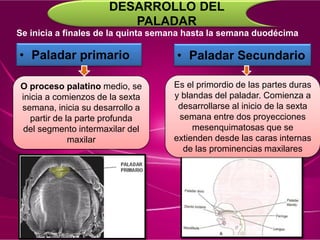 Se inicia a finales de la quinta semana hasta la semana duodécima
DESARROLLO DEL
PALADAR
• Paladar primario • Paladar Secundario
O proceso palatino medio, se
inicia a comienzos de la sexta
semana, inicia su desarrollo a
partir de la parte profunda
del segmento intermaxilar del
maxilar
Es el primordio de las partes duras
y blandas del paladar. Comienza a
desarrollarse al inicio de la sexta
semana entre dos proyecciones
mesenquimatosas que se
extienden desde las caras internas
de las prominencias maxilares
 