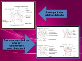 Prolongaciones
palatinas laterales
Procesos acercándose
entre sí y
fusionándose
en el plano medio
 