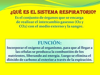 Es el conjunto de órganos que se encarga
      de realizar el intercambio gaseoso (O2 y
       CO2) con el medio externo y...