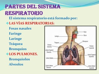 PARTES DEL SISTEMA
RESPIRATORIO
 El sistema respiratorio está formado por:
LAS VÍAS RESPIRATORIAS:
 Fosas nasales
 Faring...
