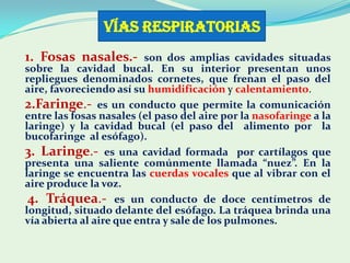 VÍAS RESPIRATORIAS
1. Fosas nasales.-        son dos amplias cavidades situadas
sobre la cavidad bucal. En su interior pre...