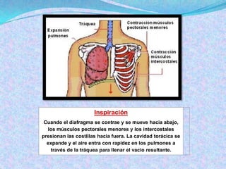 Diapositivas del sistema Respiratorio Slide 8