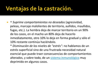    * Suprime comportamientos no deseados (agresividad,
    peleas, marcaje malolientes de territorio, aullidos, maullidos,
    fugas, etc.). La hembra deja de marcar territorio en un 90%
    de los casos, en el macho un 80% deja de hacerlo
    inmediatamente, otro 10% lo deja en forma gradual y sólo el
    10% restante continúa haciéndolo.
    * Disminución de los niveles de "estrés": no hablamos de un
    estrés superficial sino de una frustrada necesidad natural
    esencial que puede traer consecuencias de comportamientos
    alterados, y sobre todo, de un sistema inmunológico muy
    deprimido en algunos casos.
 