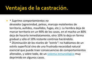    * Suprime comportamientos no
    deseados (agresividad, peleas, marcaje malolientes de
    territorio, aullidos, maullidos, fugas, etc.). La hembra deja de
    marcar territorio en un 90% de los casos, en el macho un 80%
    deja de hacerlo inmediatamente, otro 10% lo deja en forma
    gradual y sólo el 10% restante continúa haciéndolo.
    * Disminución de los niveles de "estrés": no hablamos de un
    estrés superficial sino de una frustrada necesidad natural
    esencial que puede traer consecuencias de comportamientos
    alterados, y sobre todo, de un sistema inmunológico muy
    deprimido en algunos casos.
 