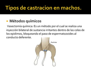    Métodos químicos
 Vasectomía química: Es un método por el cual se realiza una
inyección bilateral de sustancia irritantes dentro de las colas de
los epidimos, bloqueando el paso de espermatozoides al
conducto deferente.
 