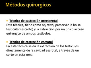  Técnica de castración preescrotal
Esta técnica, tiene como objetivo, preservar la bolsa
testicular (escroto) y la extracción por un único acceso
quirúrgico de ambos testículos.

 Técnica de castración escrotal
En esta técnica se da la extracción de los testículos
directamente de la cavidad escrotal, a través de un
corte en esta zona.
 