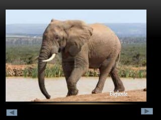 Clasificación de los animales