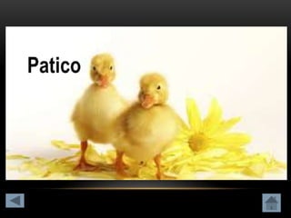 Clasificación de los animales