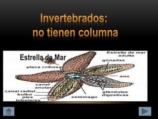 Clasificación de los animales