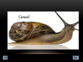 Clasificación de los animales