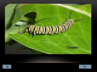 Clasificación de los animales