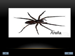 Clasificación de los animales