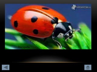 Clasificación de los animales