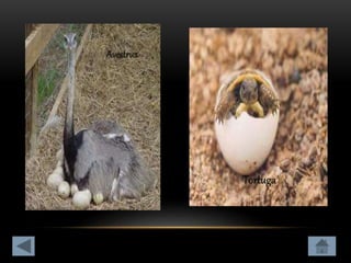 Clasificación de los animales