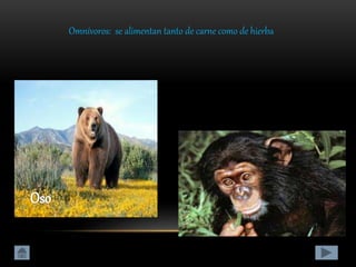 Omnívoros: se alimentan tanto de carne como de hierba
 