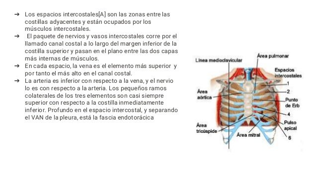 ANATOMIA DE ESPACIO INTERCOSTAL Y MEDICIÓN DE PULSO ARTERIAL