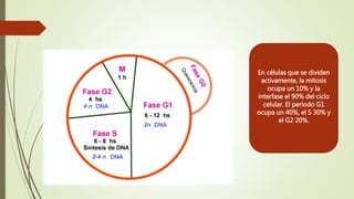 En células que se dividen
activamente, la mitosis
ocupa un 10% y la
interfase el 90% del ciclo
celular. El periodo G1
ocupa un 40%, el S 30% y
el G2 20%.
 