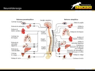 Neuroliderazgo
 
