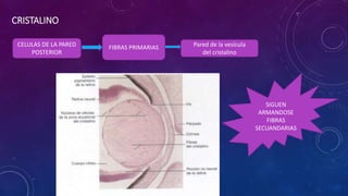 CELULAS DE LA PARED
POSTERIOR
FIBRAS PRIMARIAS Pared de la vesícula
del cristalino
CRISTALINO
SIGUEN
ARMANDOSE
FIBRAS
SECUANDARIAS
 