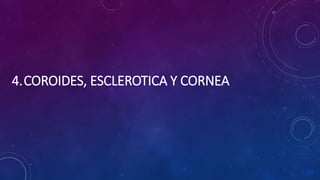 4.COROIDES, ESCLEROTICA Y CORNEA
 