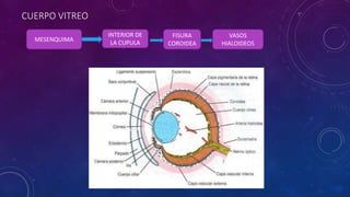 CUERPO VITREO
MESENQUIMA
INTERIOR DE
LA CUPULA
FISURA
COROIDEA
VASOS
HIALOIDEOS
 